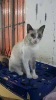 Pituca