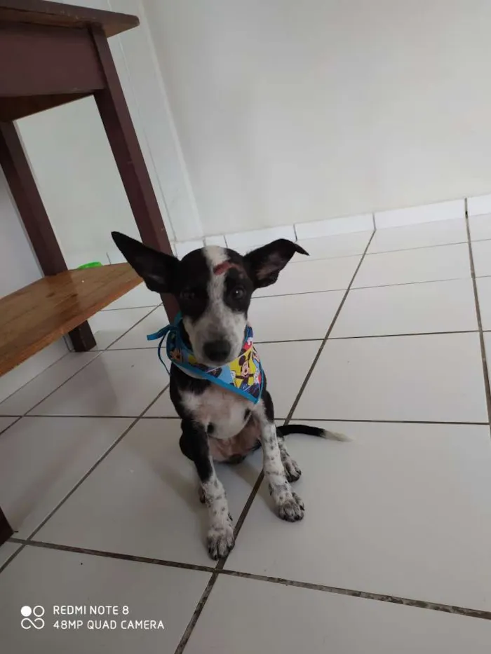 Cachorro ra a SRD idade 2 a 6 meses nome Sem nome