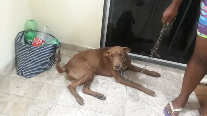 Cachorro ra a Vira lata idade 6 ou mais anos nome Scott