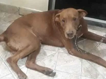 Cachorro ra a Vira lata idade 6 ou mais anos nome Scott