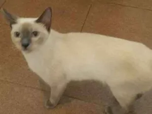 Gato raça Siamês  idade 7 a 11 meses nome Menina