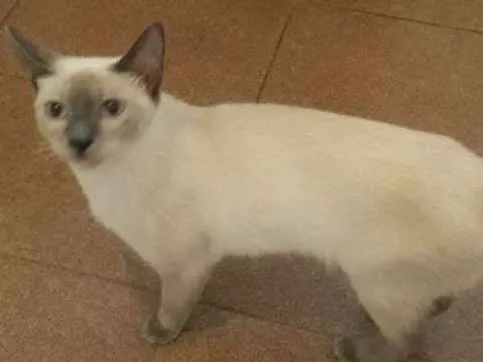 Gato ra a Siamês  idade 7 a 11 meses nome Menina