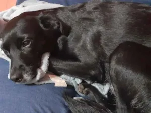 Cachorro raça Srd idade 4 anos nome Pantera 