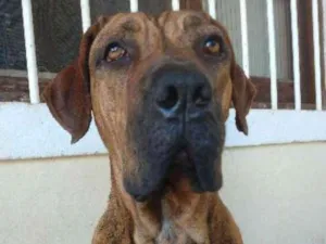 Cachorro raça Fila brasileiro idade 3 anos nome Duquesa