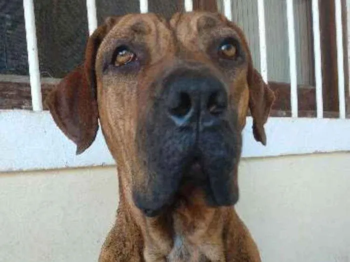 Cachorro ra a Fila brasileiro idade 3 anos nome Duquesa