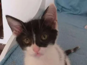 Gato raça SRD idade 2 a 6 meses nome Batman