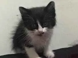 Gato ra a  idade Abaixo de 2 meses nome Gatinho