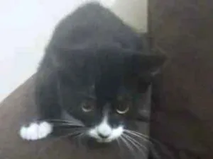 Gato raça Indefinida idade 2 a 6 meses nome Sem nome