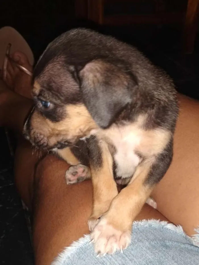 Cachorro ra a Vira lata idade Abaixo de 2 meses nome Ainda não tem none