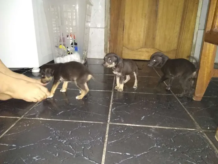 Cachorro ra a Vira lata idade Abaixo de 2 meses nome Ainda não tem none