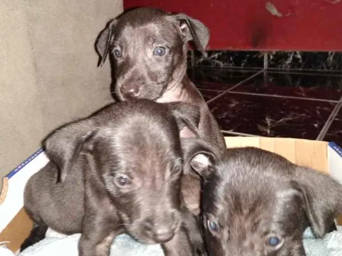 Cachorro ra a Vira lata idade Abaixo de 2 meses nome Ainda não tem none