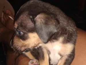 Cachorro raça Vira lata idade Abaixo de 2 meses nome Ainda não tem none