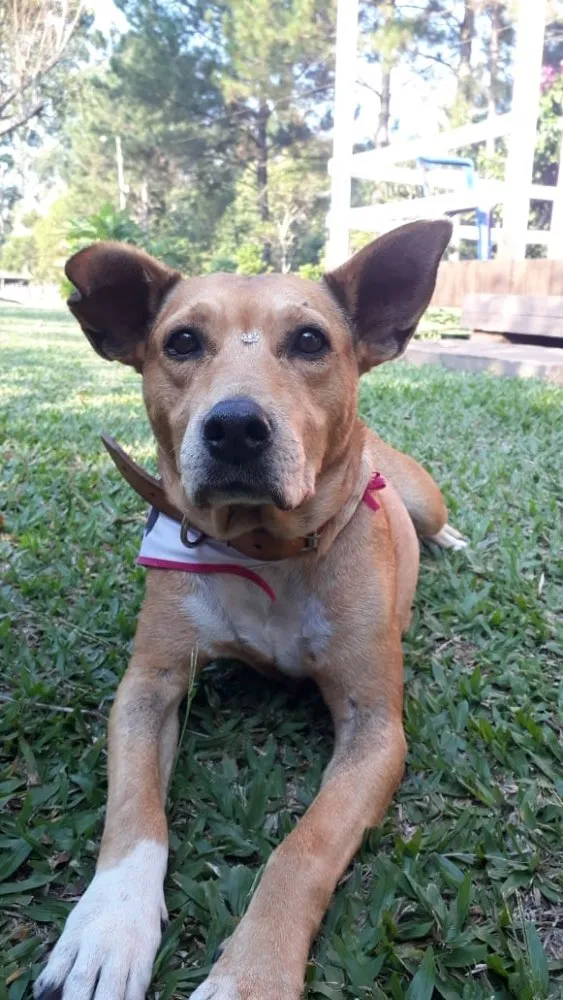 Cachorro ra a Sem raça definida idade 5 anos nome GURIA