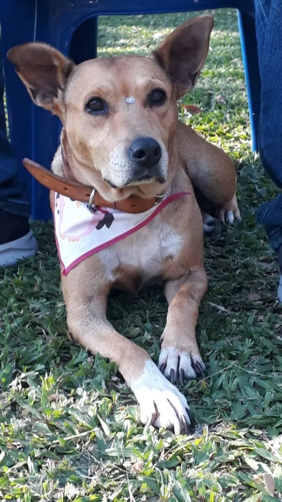 Cachorro ra a Sem raça definida idade 5 anos nome GURIA