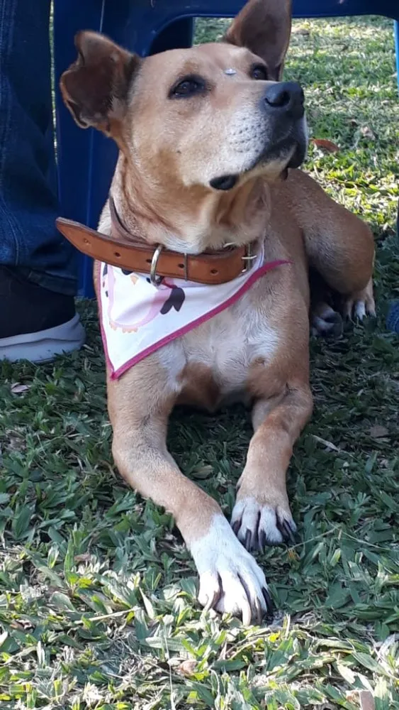 Cachorro ra a Sem raça definida idade 5 anos nome GURIA