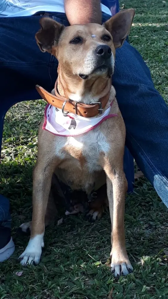 Cachorro ra a Sem raça definida idade 5 anos nome GURIA