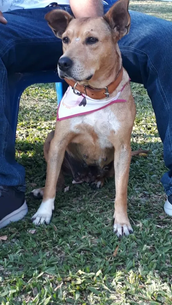 Cachorro ra a Sem raça definida idade 5 anos nome GURIA