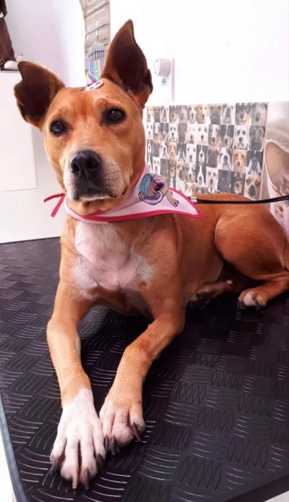 Cachorro ra a Sem raça definida idade 5 anos nome GURIA