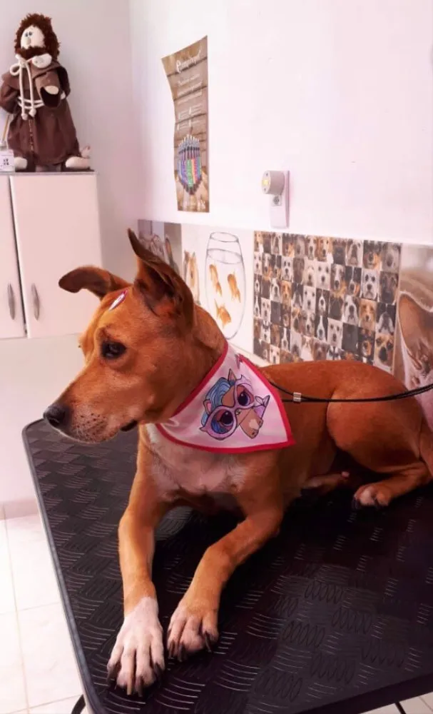 Cachorro ra a Sem raça definida idade 5 anos nome GURIA