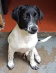Cacau