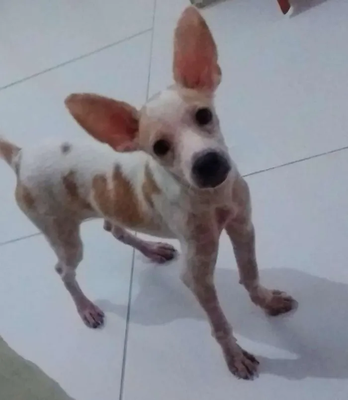 Cachorro raça Srd idade 2 a 6 meses nome Luke