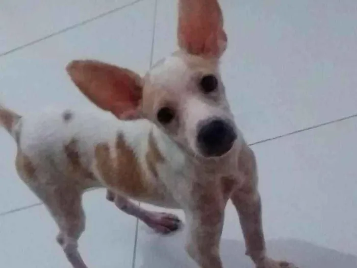 Cachorro raça Srd idade 2 a 6 meses nome Luke