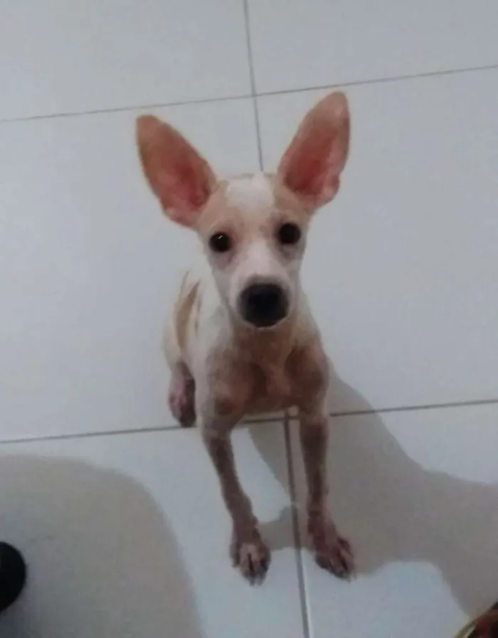 Cachorro raça Srd idade 2 a 6 meses nome Luke