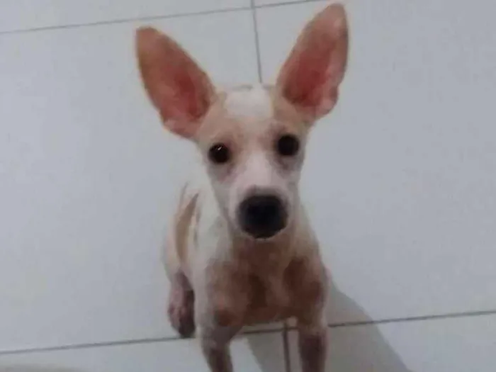 Cachorro raça Srd idade 2 a 6 meses nome Luke