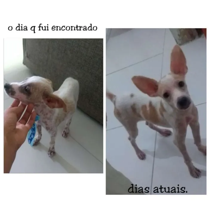 Cachorro raça Srd idade 2 a 6 meses nome Luke