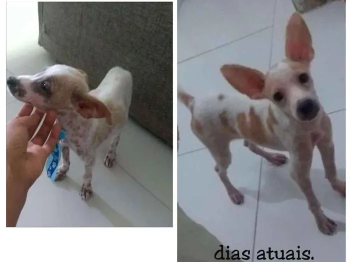 Cachorro raça Srd idade 2 a 6 meses nome Luke