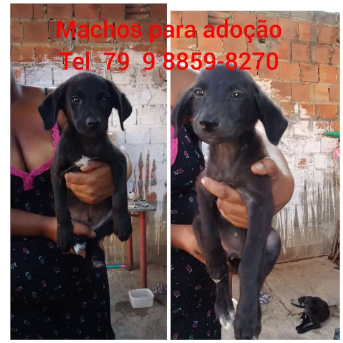 Cachorro raça Srd idade 2 a 6 meses nome Filhotes