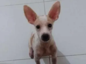 Cachorro raça Srd idade 2 a 6 meses nome Luke