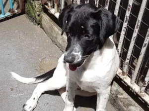 Cachorro raça Mestiça de Border Collie idade 2 a 6 meses nome Cacau