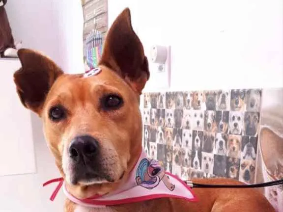 Cachorro ra a Sem raça definida idade 5 anos nome GURIA