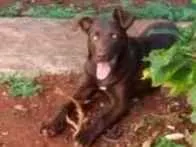 Cachorro raça Labrador idade 7 a 11 meses nome Walle