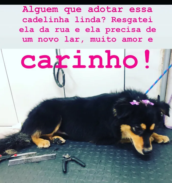 Cachorro ra a Indefinido idade 2 anos nome Não tem nome