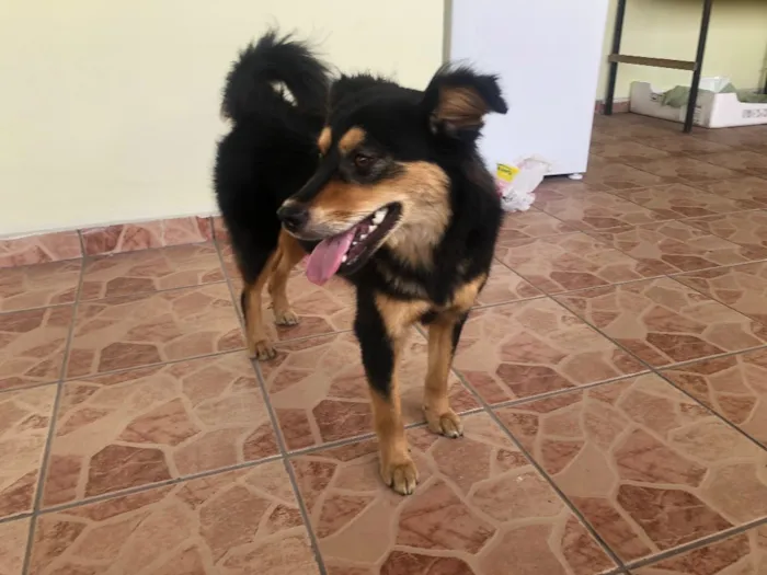 Cachorro ra a Indefinido idade 2 anos nome Não tem nome