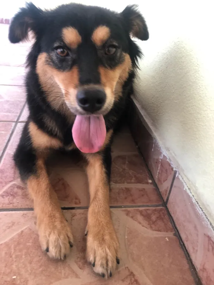 Cachorro ra a Indefinido idade 2 anos nome Não tem nome
