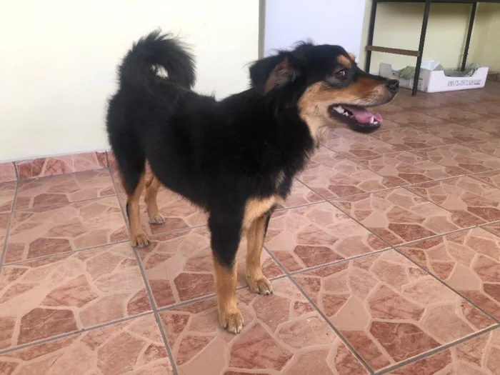 Cachorro ra a Indefinido idade 2 anos nome Não tem nome