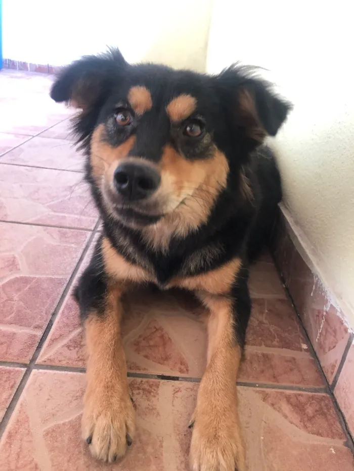 Cachorro ra a Indefinido idade 2 anos nome Não tem nome