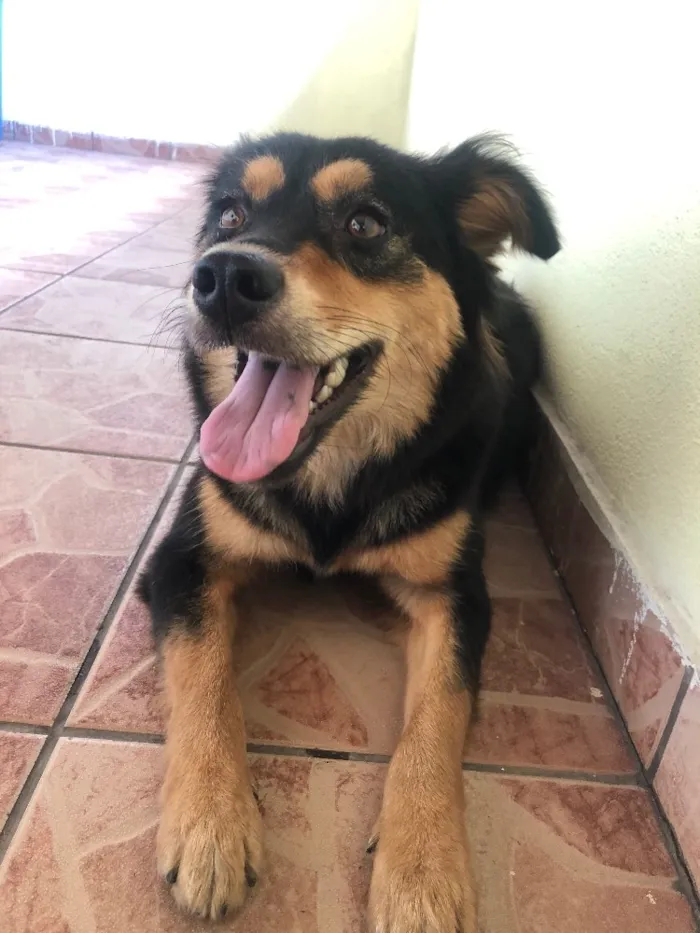 Cachorro ra a Indefinido idade 2 anos nome Não tem nome