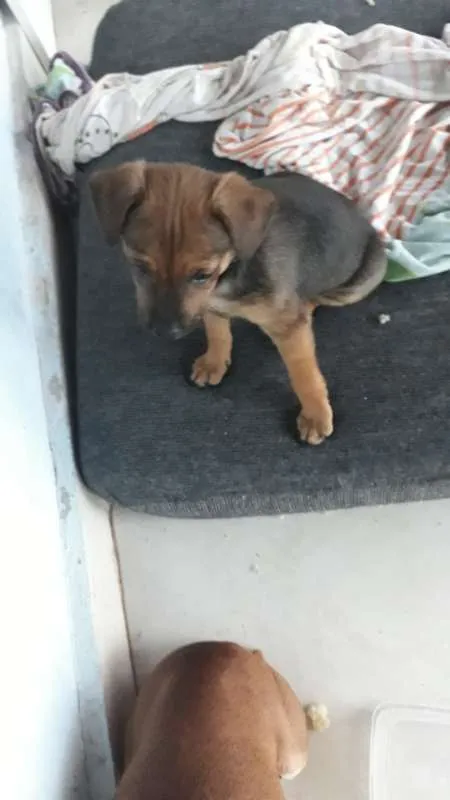 Cachorro ra a MISTURADO PINT idade 2 a 6 meses nome NÃO TEM