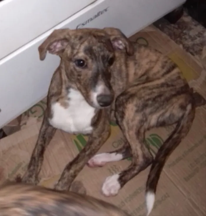 Cachorro ra a SRD idade 1 ano nome Sabrina 