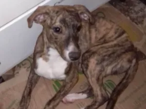 Cachorro raça SRD idade 1 ano nome Sabrina 