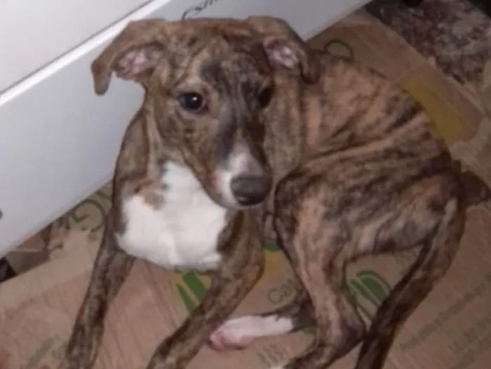 Cachorro ra a SRD idade 1 ano nome Sabrina 
