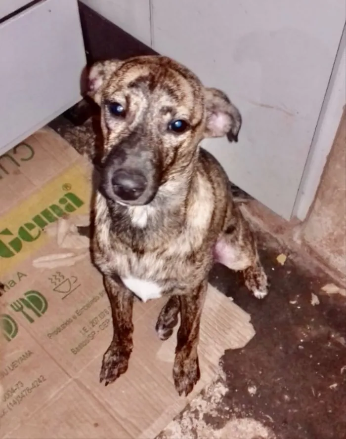 Cachorro ra a SRD idade 1 ano nome Dhara 