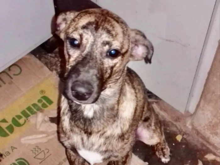 Cachorro ra a SRD idade 1 ano nome Dhara 