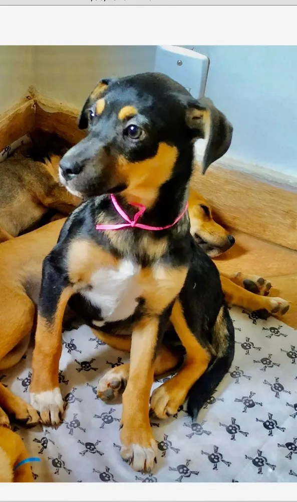 Cachorro ra a SRD idade 2 a 6 meses nome Bia 