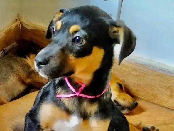 Cachorro ra a SRD idade 2 a 6 meses nome Bia 