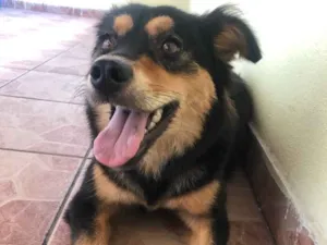 Cachorro raça Indefinido idade 2 anos nome Não tem nome
